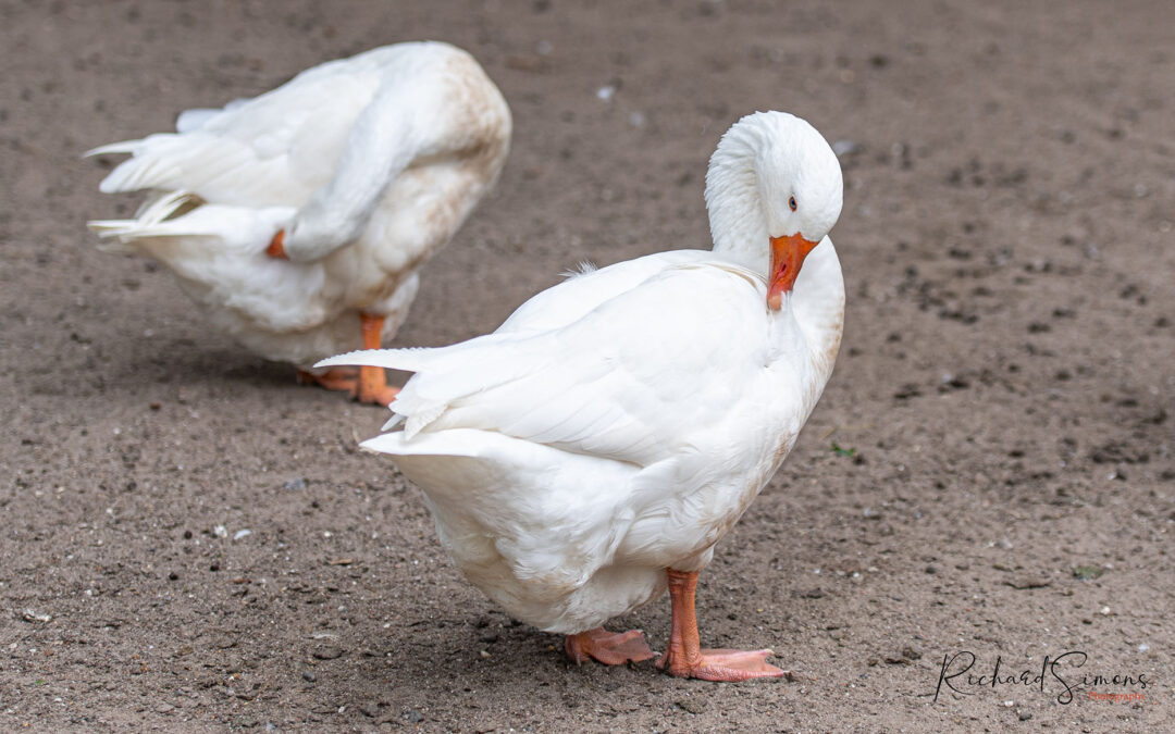 Wat ben jij een gans…
